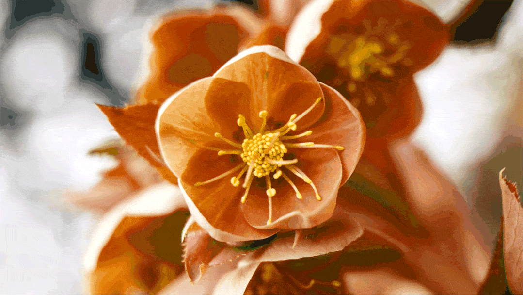 亲和力|深圳吉祥物设计公司—零食品牌IP设计怎么做?看这篇就够了!