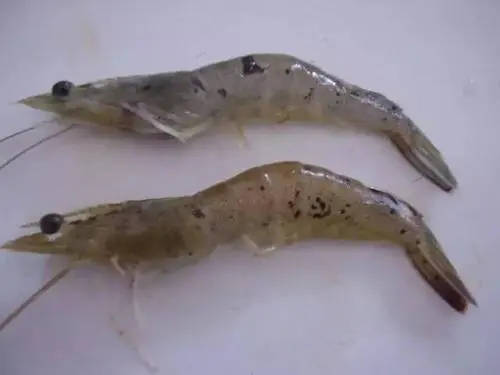 遇到对虾空肠空胃应该怎么办