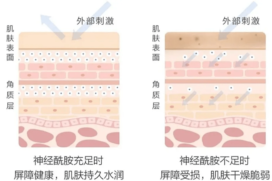 补充|修复皮肤屏障，不妨这样做