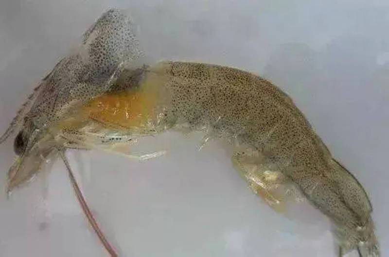 南美白对虾感染纤毛虫不用怕,有招来治它!
