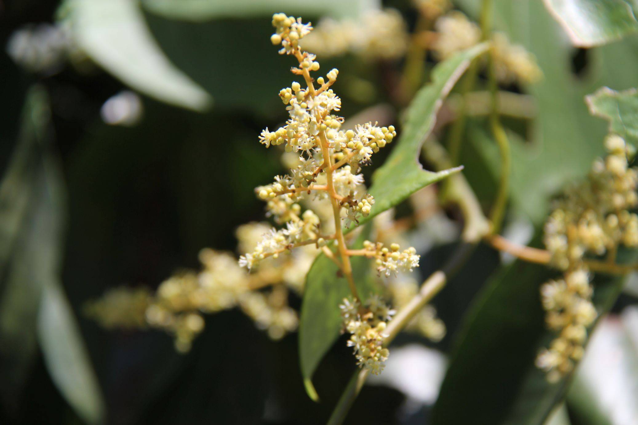 庆元植物1426防己科风龙属风龙青风藤汉防己防己