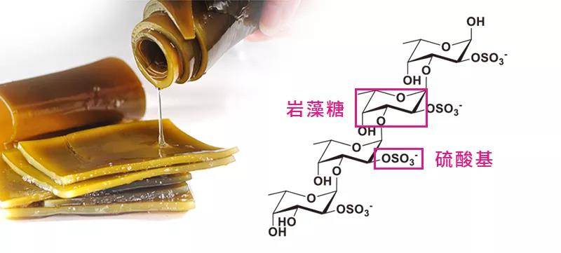 岩藻多糖阻断胃炎到胃癌的步伐