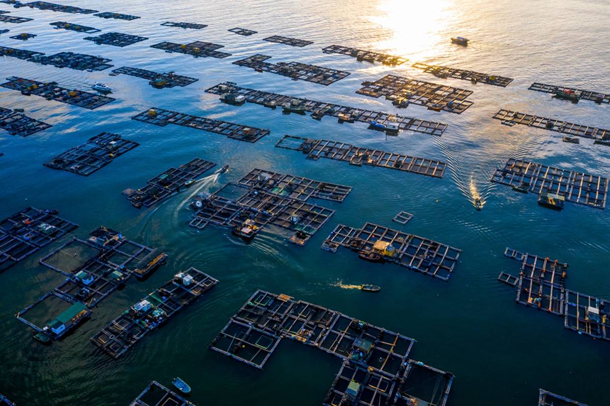 彩船巡游,渔船海钓装备展览会,渔船展等活动,展示了"南海i号"仿古船