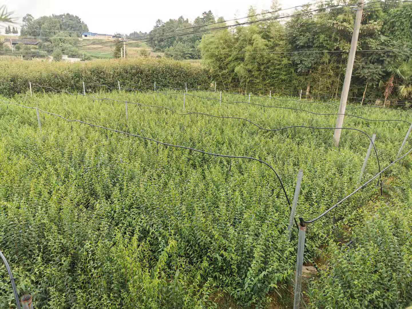 小叶苦丁茶种植图片