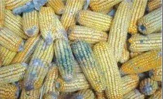 养殖业|霉菌毒素为什么是隐性杀手？看看它的这五大特点就知道