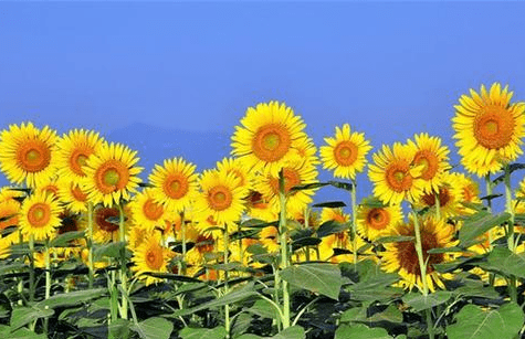 8月15日 日 桃花运 财运全部爆棚的5星座 钞票滚滚来 达到人生巅峰 金牛座