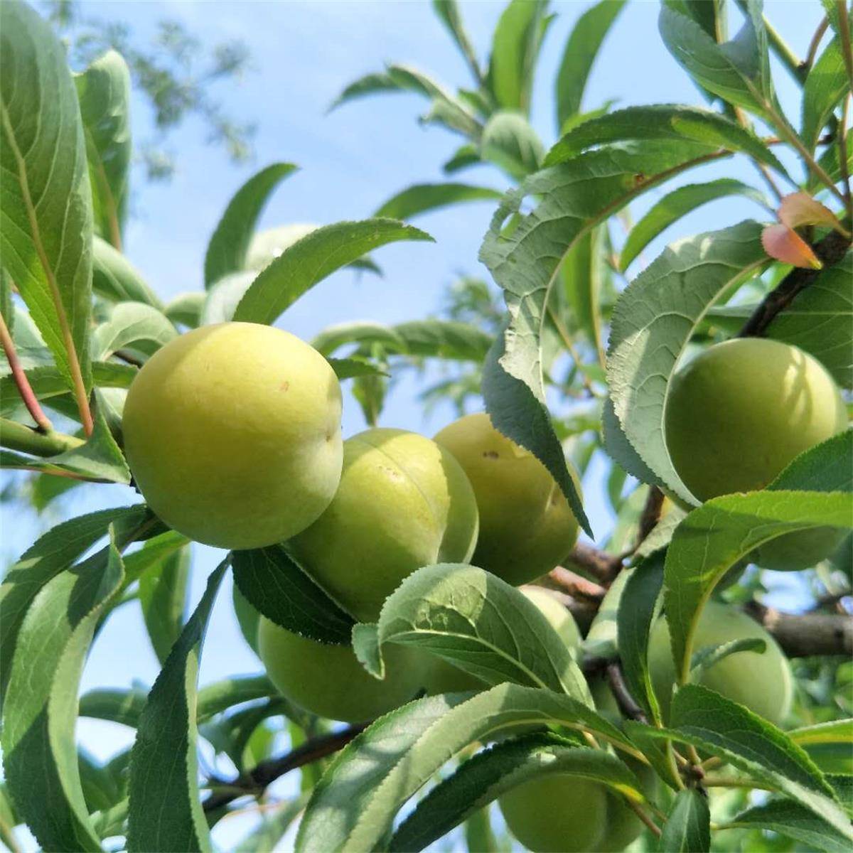 李子树细菌性穿孔病症状发病规律及防治