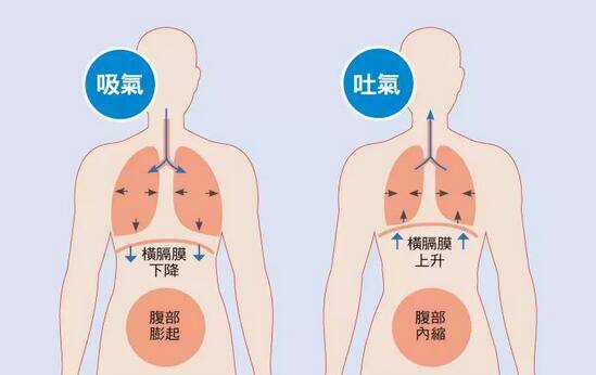 腹式呼吸图片图解图片