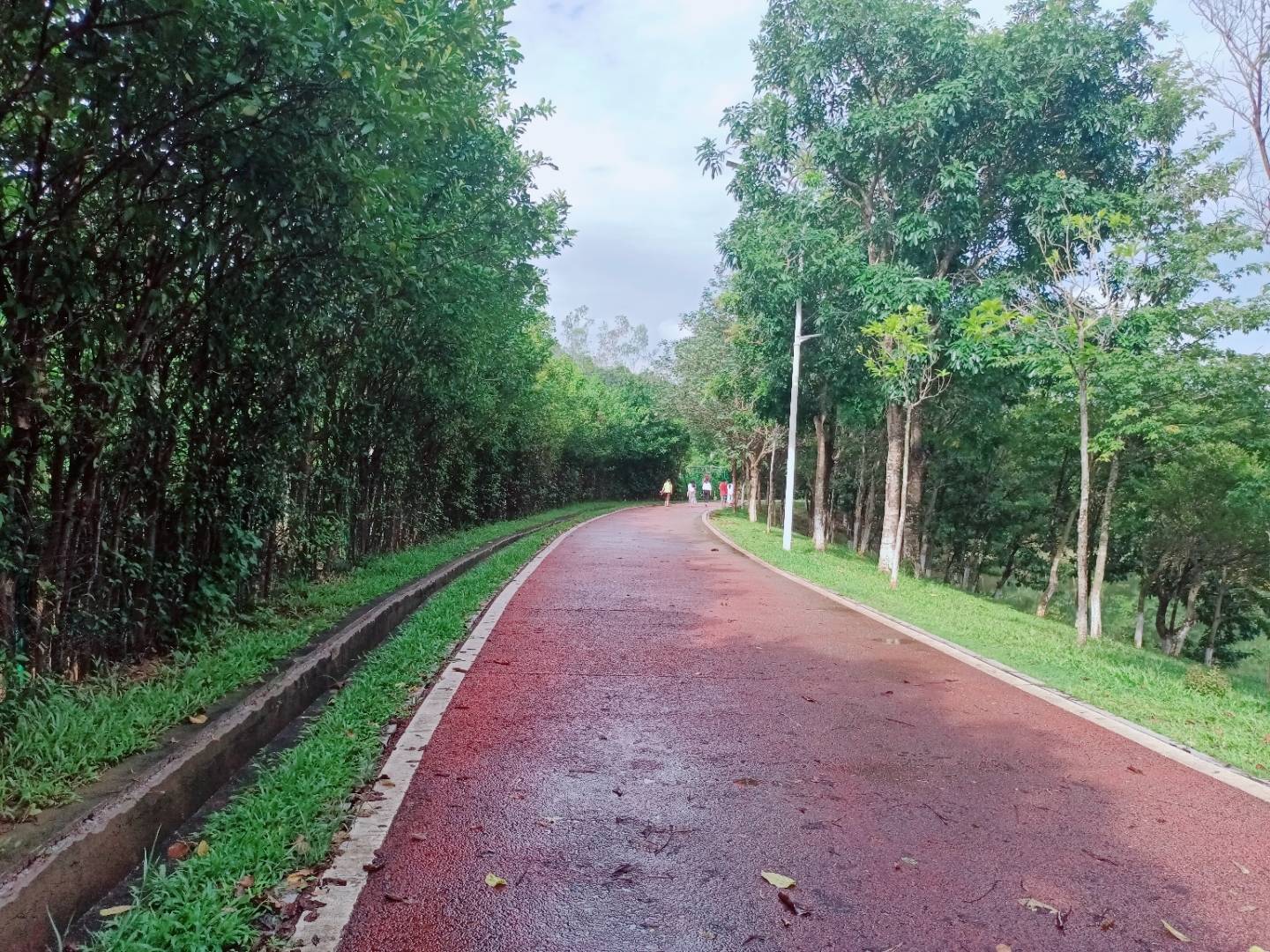 雨后的绿道,是不一样的风景。-搜狐大视野-搜狐新闻