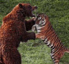 西伯利亚虎vs棕熊图片