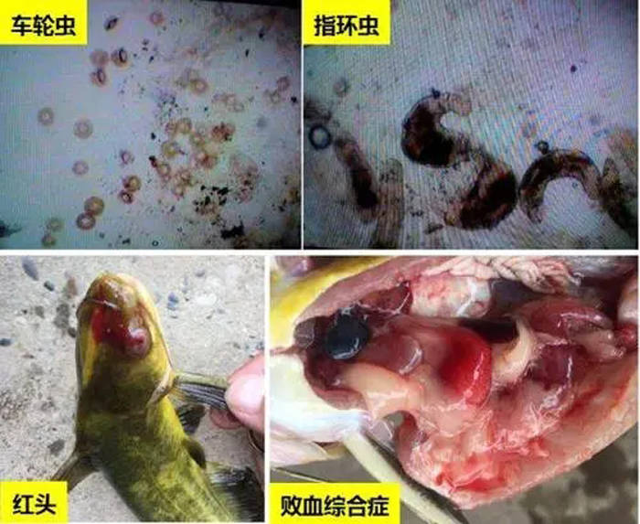 水体容易出现分层,对流,泛塘等情况容易引起倒藻,导致寄生虫爆发等