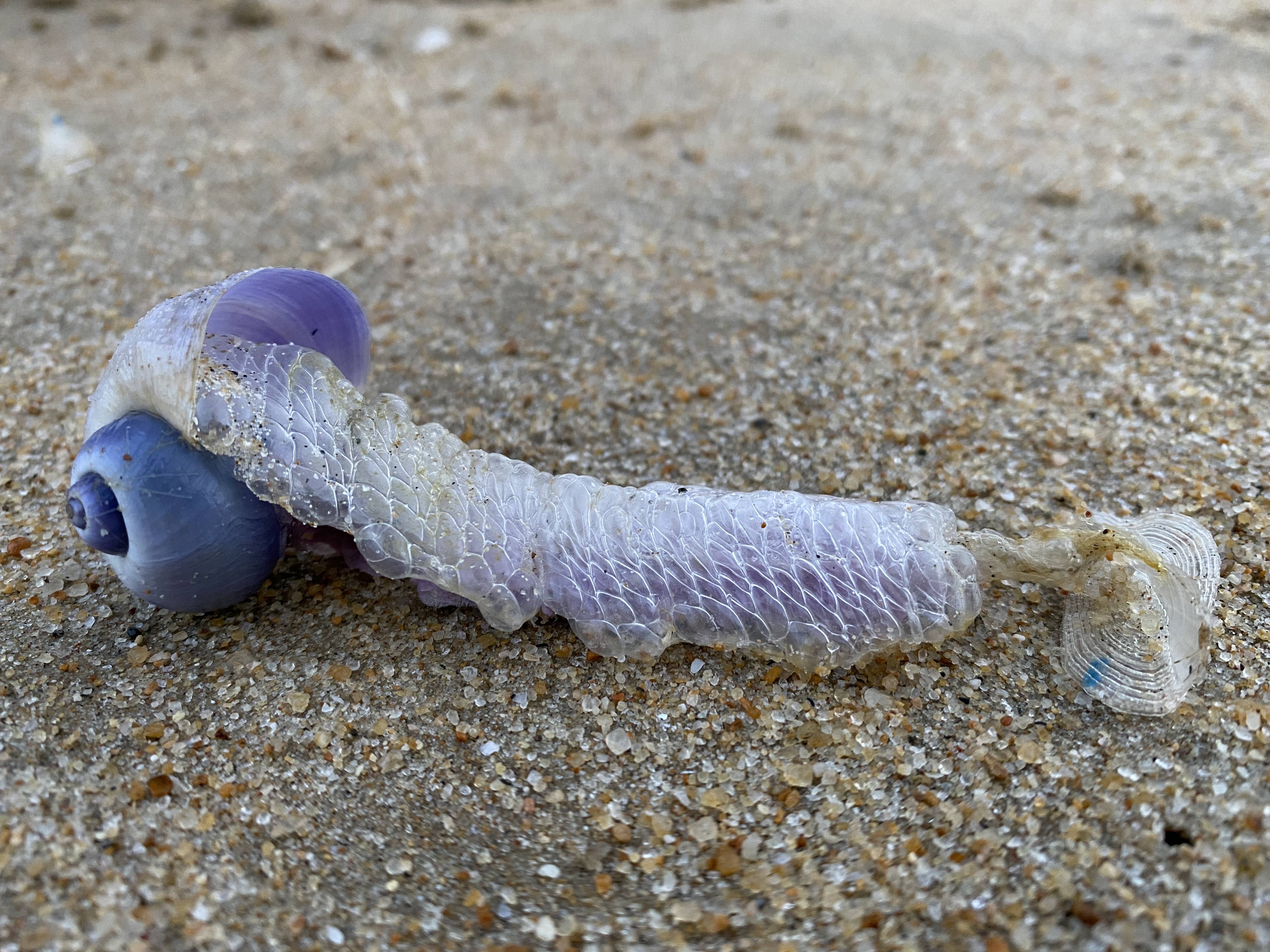 海蝸牛——漂浮的旅行家_浮囊