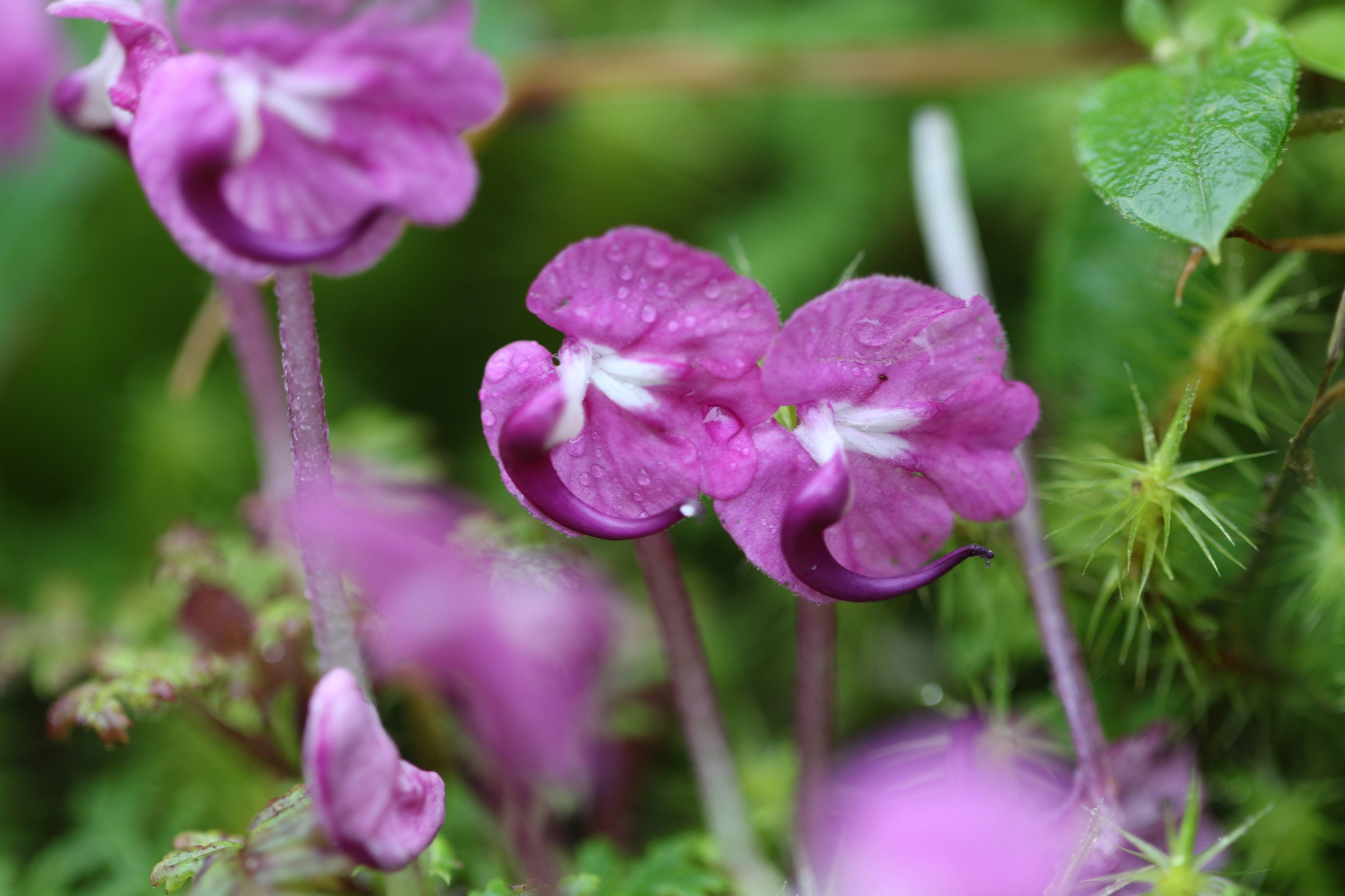 如今在云南高黎贡山保山段的高山草甸怒放,成为植物界的一大喜讯