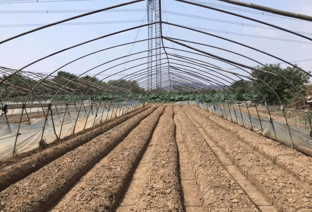 勒夫水溶肥草莓垄宽多少沟宽多少为何草莓需要起垄栽培