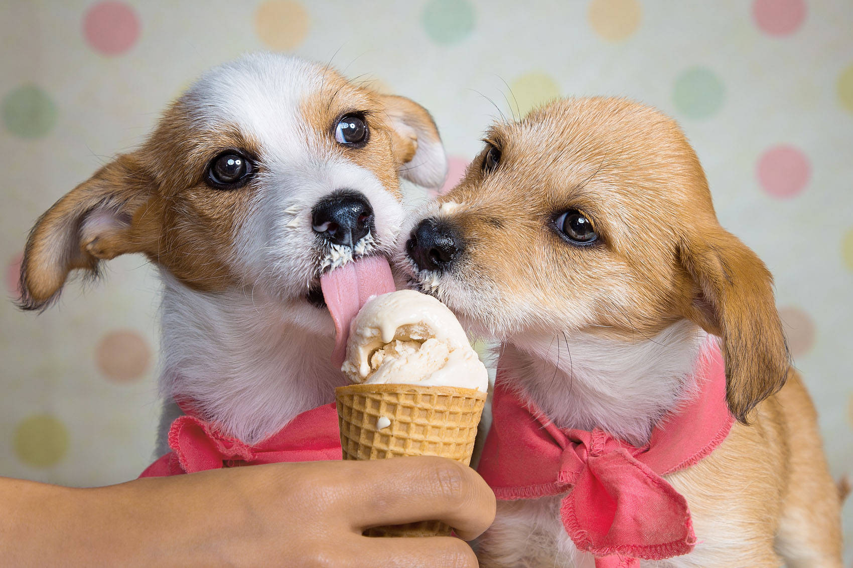 狗狗吃冰淇淋 潜在问题真的很多,会要狗狗的命!