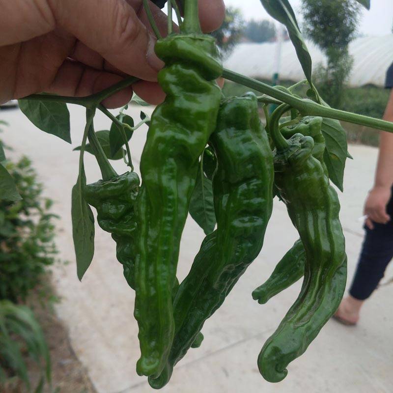 小皱皮辣薄皮辣椒皱皮椒辣椒种子