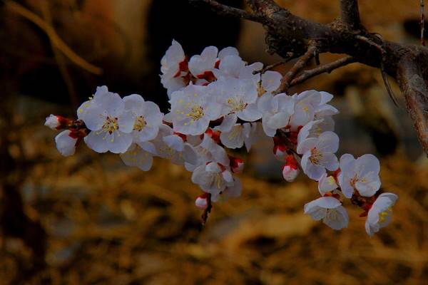 22年 3月13日 3月24日 生肖运势最佳3生肖排行榜 财运 性格开朗 事业