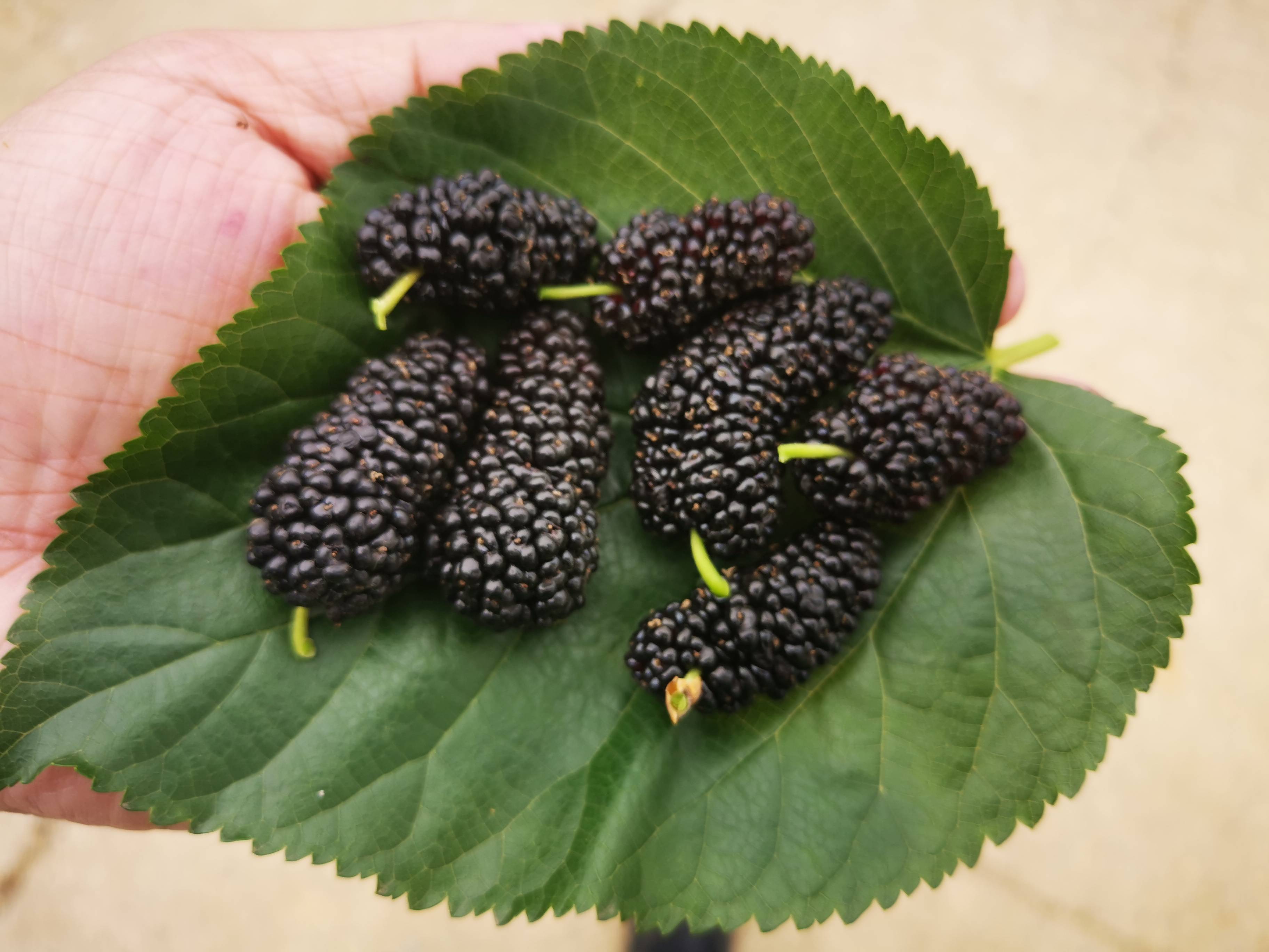 爱美|没事多喝一杯桑葚酒，5个好处不请自来，很多人却不知道