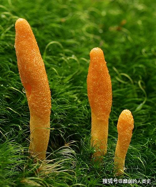 虫草科(学名:cordycipitaceae)是真菌界子囊菌门粪壳菌纲肉座菌目下的