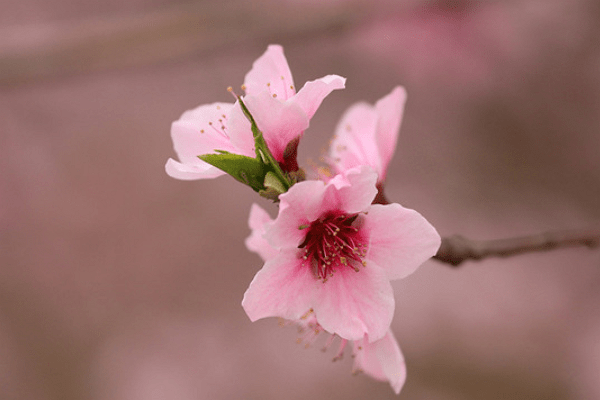 8月19日日21日迎接财神迎接贵人 3天内享受千万横财 富贵30年的3大生肖 运气 性格 财富