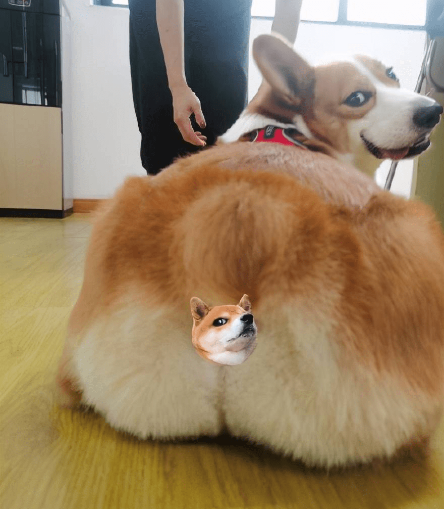 日常 美食不仅能治愈女孩的心情 还能让狗狗瞬间开心