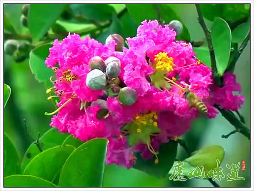 庐山天下悠 秋山如韵庐山植物园花艳芬芳迎客来 旅游