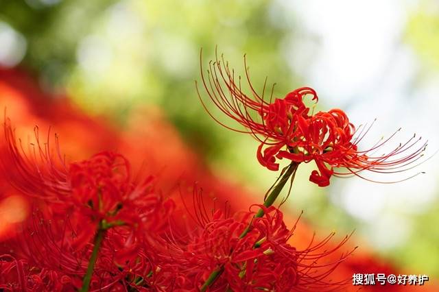 花开半夏 彼岸花开 美了 Lycoris