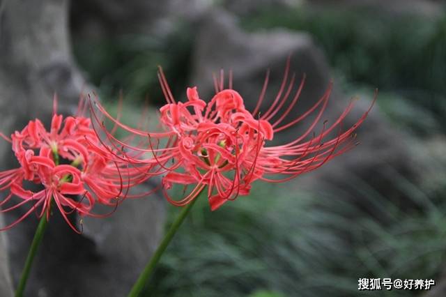 花开半夏 彼岸花开 美了 Lycoris