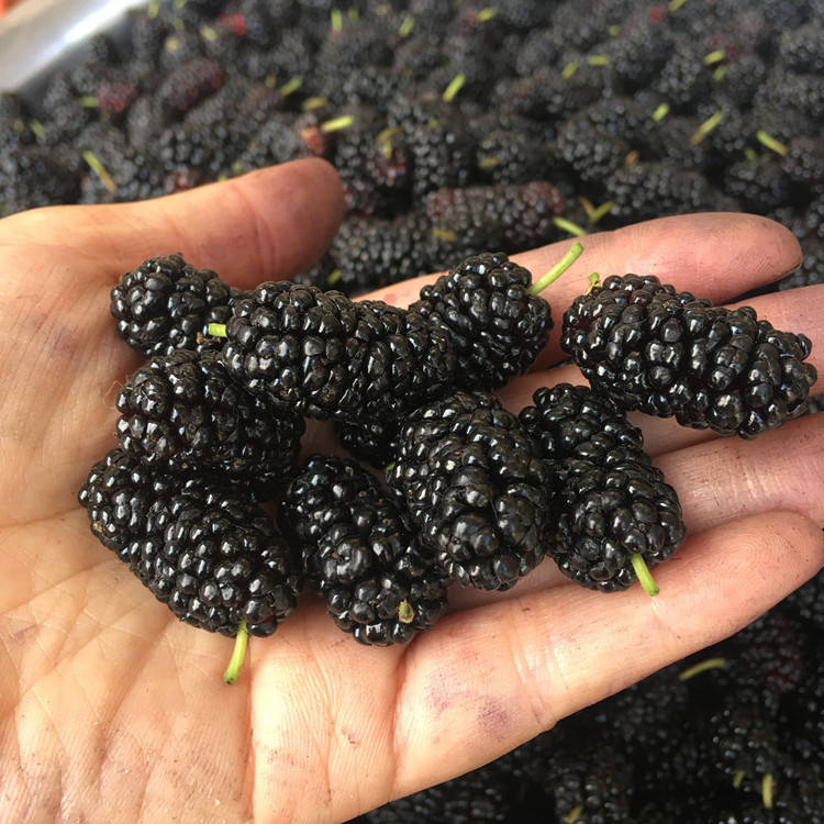 作用|桑葚酒的功效作用有哪些，10大要点，看看你身体都有哪些？