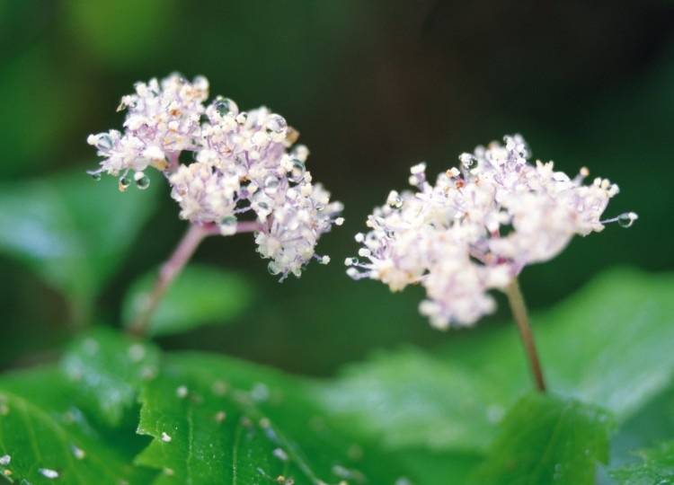 未来一个月 桃花滚滚来 真爱敲响心门的4大星座