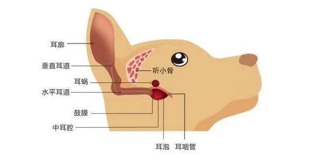 可是相较于我们人类来说,狗狗的耳朵结构更加复杂,不仅拥有l型垂直耳