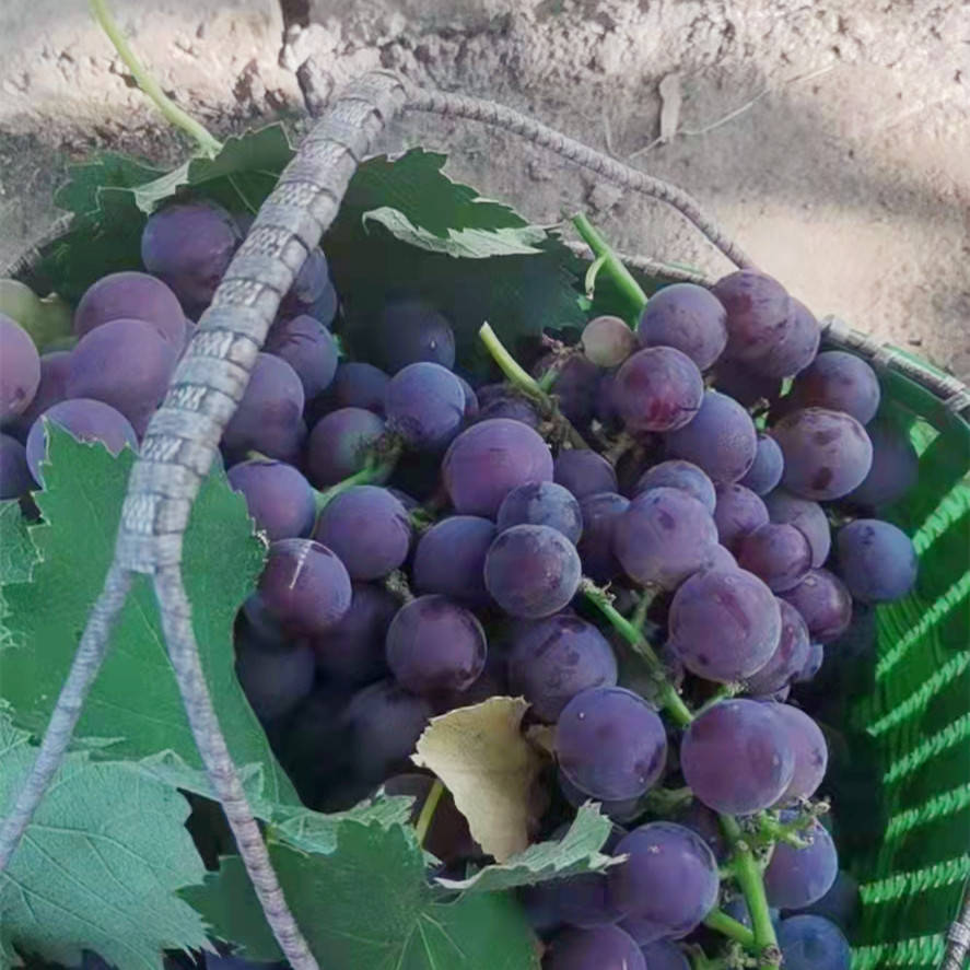 做法|初秋，80岁奶奶叮嘱：要常吃葡萄，教你正确做法，看看你吃对了吗