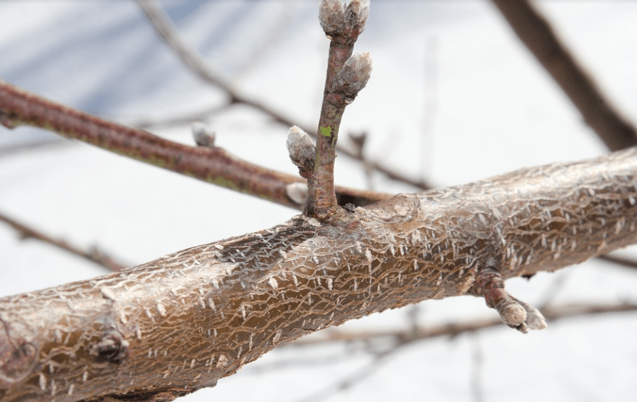 来年想高产?桃树采收后管理3要素,为冬季做准备