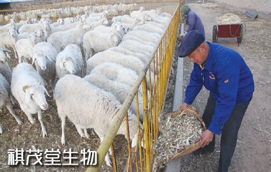 症状|羊传染性胸膜肺炎的症状和原因，羊传染性胸膜肺炎怎么预防和治疗？用什么药？