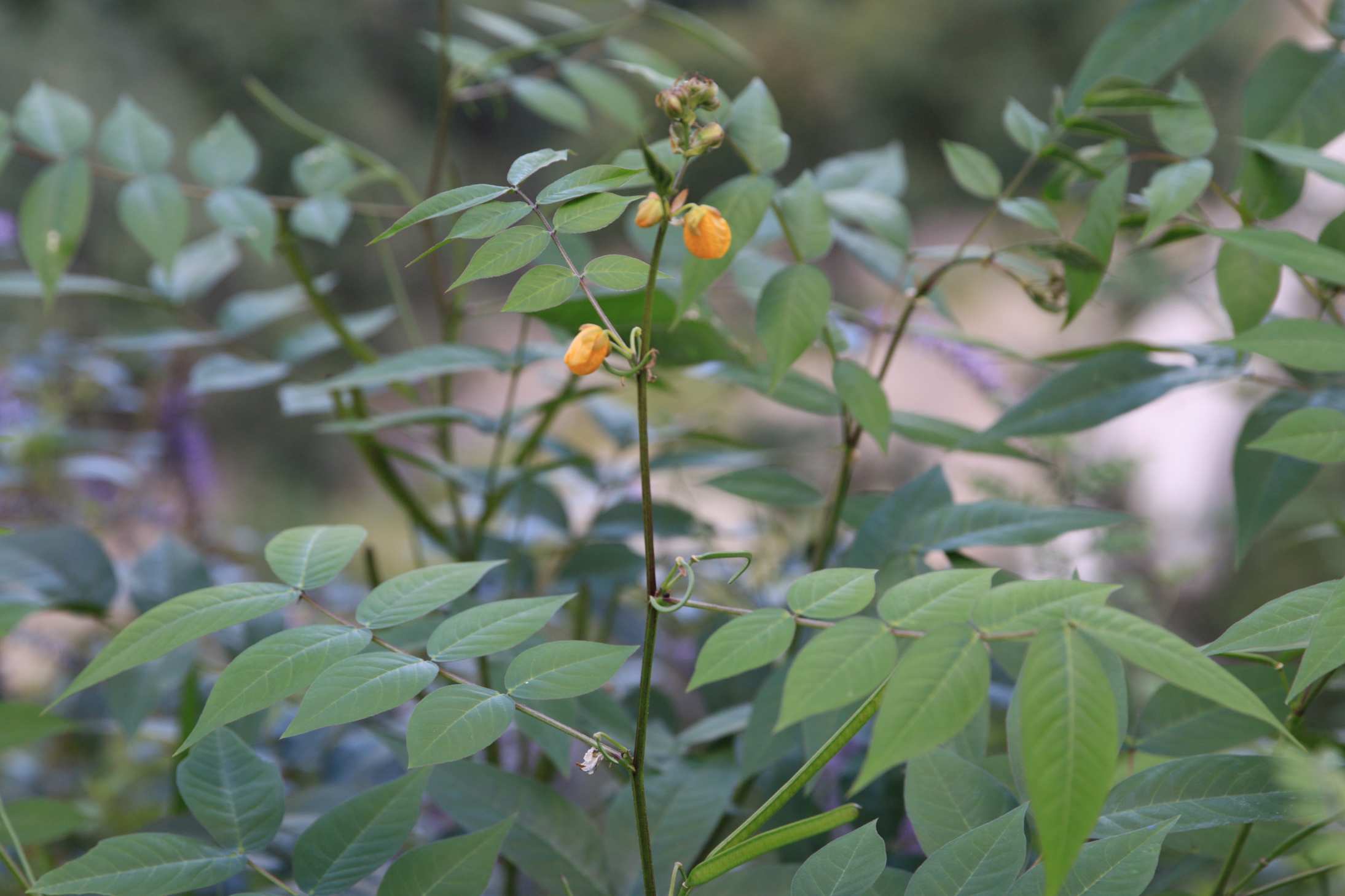 庆元植物1435豆科决明属望江南