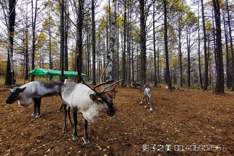 驯鹿|根河湿地 驯鹿人家 大兴安岭秋色美