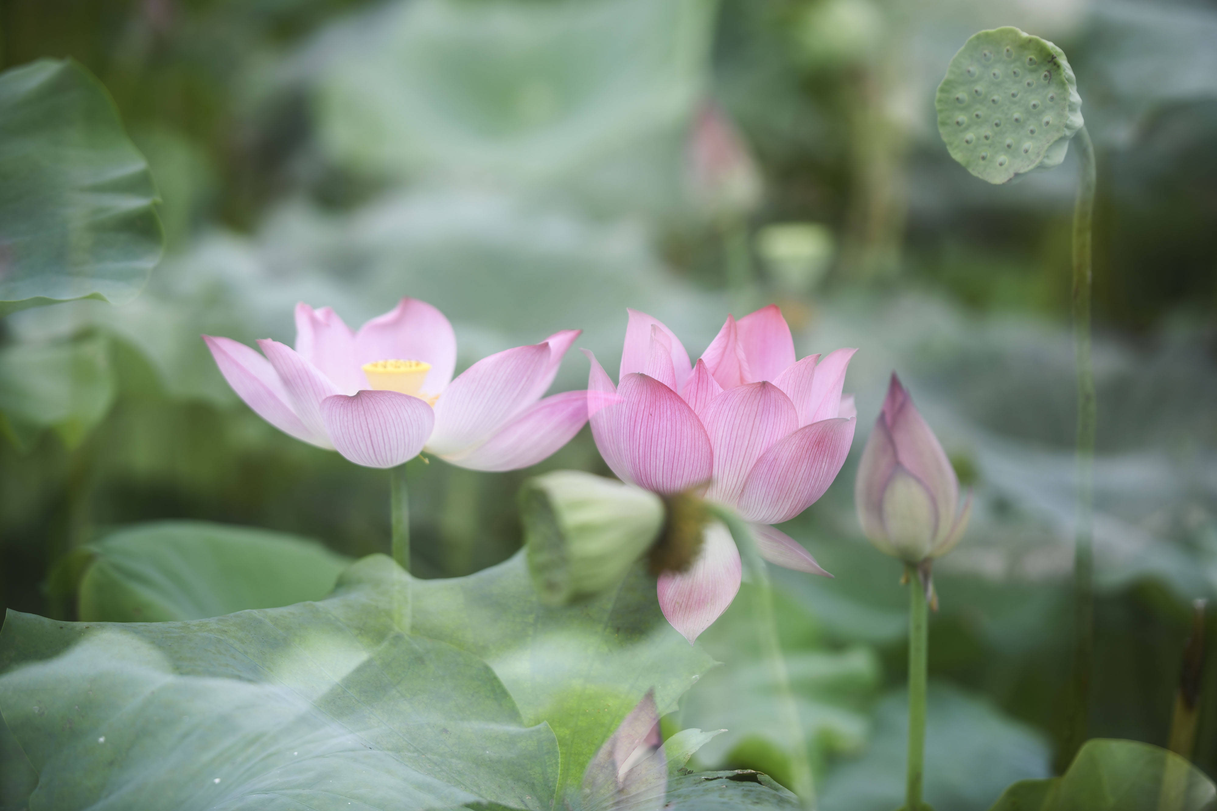 安徽舒城:春秋乡文王村莲花盛开,到收获莲子季节