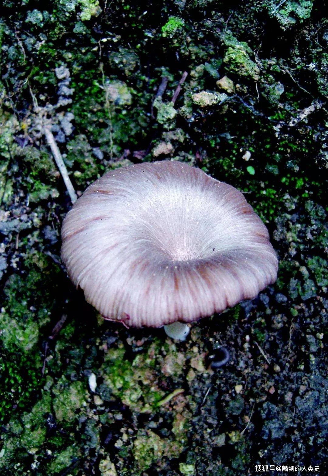 原创【地球生物全系列——从单细胞到人类】伞菌目—粉褶菌科