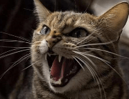 猫咪|养猫注意事项,干货分享你一定不知道的养猫注意事项