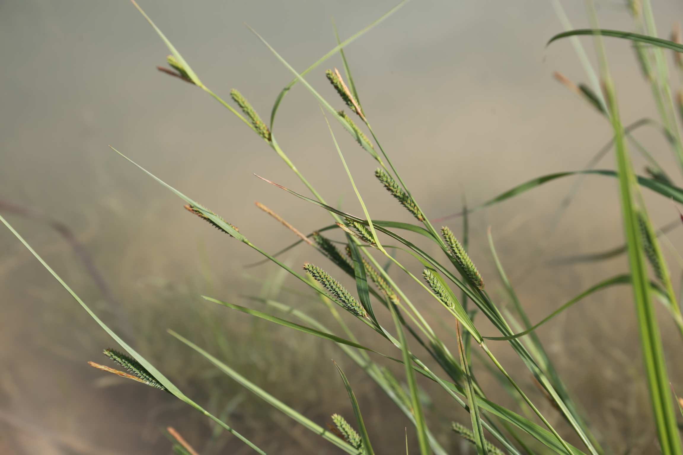 庆元植物1438-莎草科-薹草属-斑点果薹草