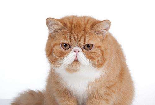 进行|养猫经验：加菲猫呕吐没消化的猫粮