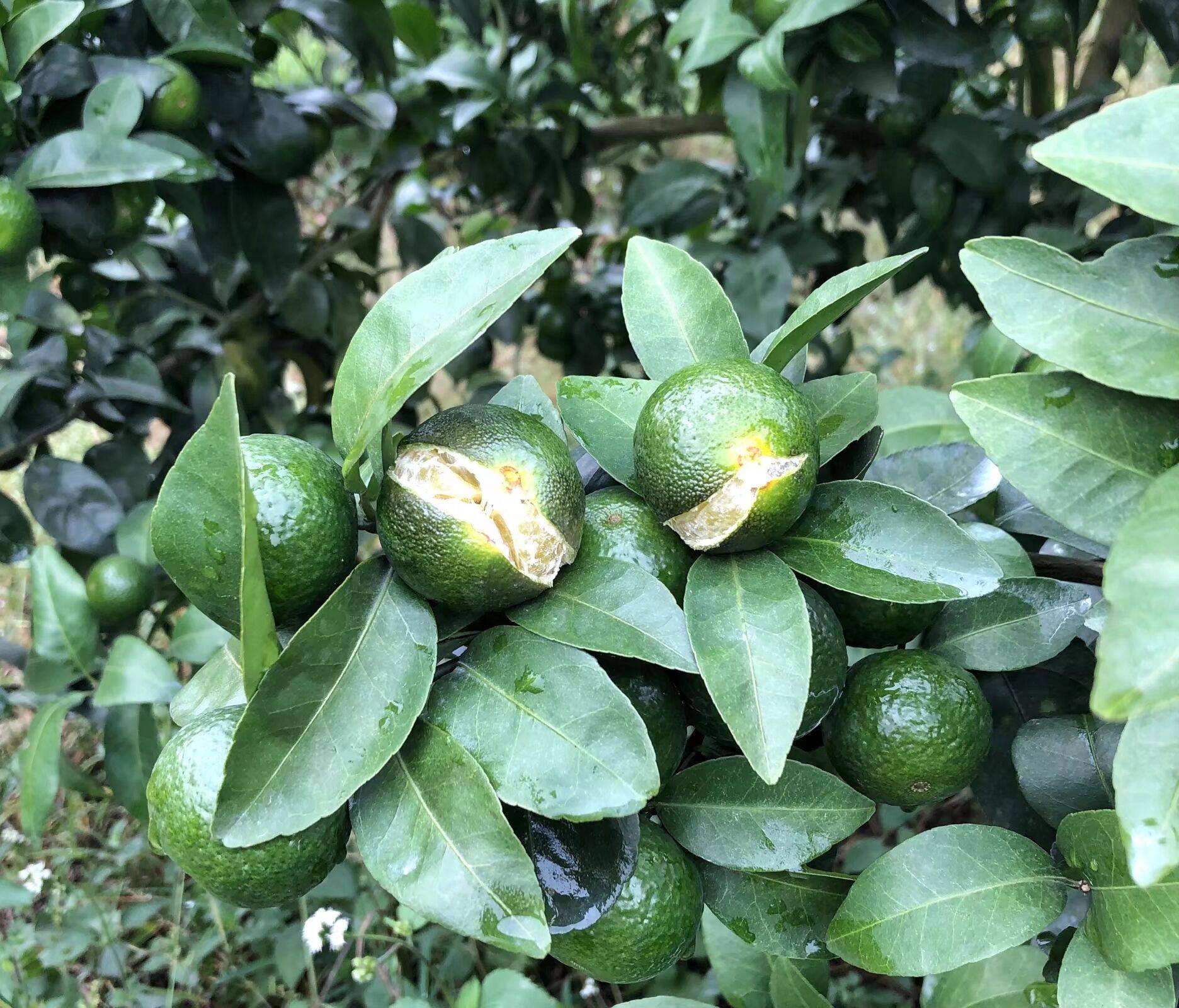 干旱后降雨,柑橘大量裂果怎么办?