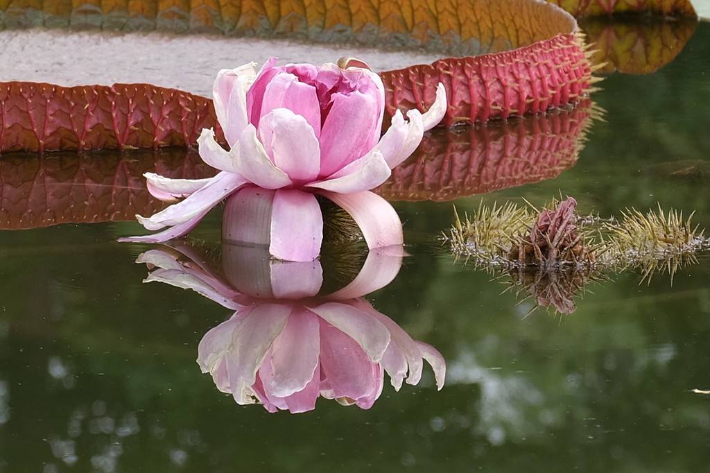 北京霸王莲花开醉游人