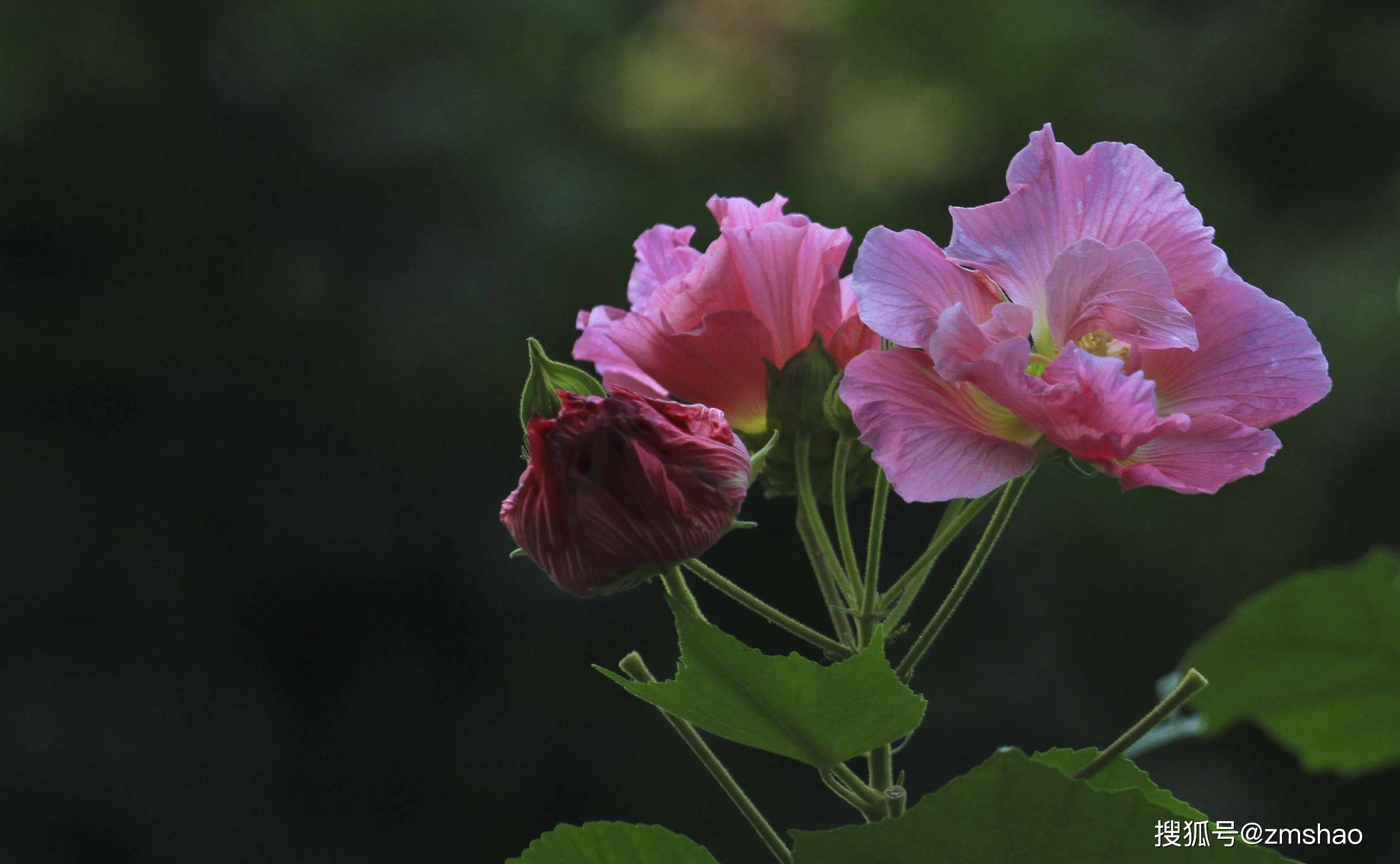 欣赏木芙蓉