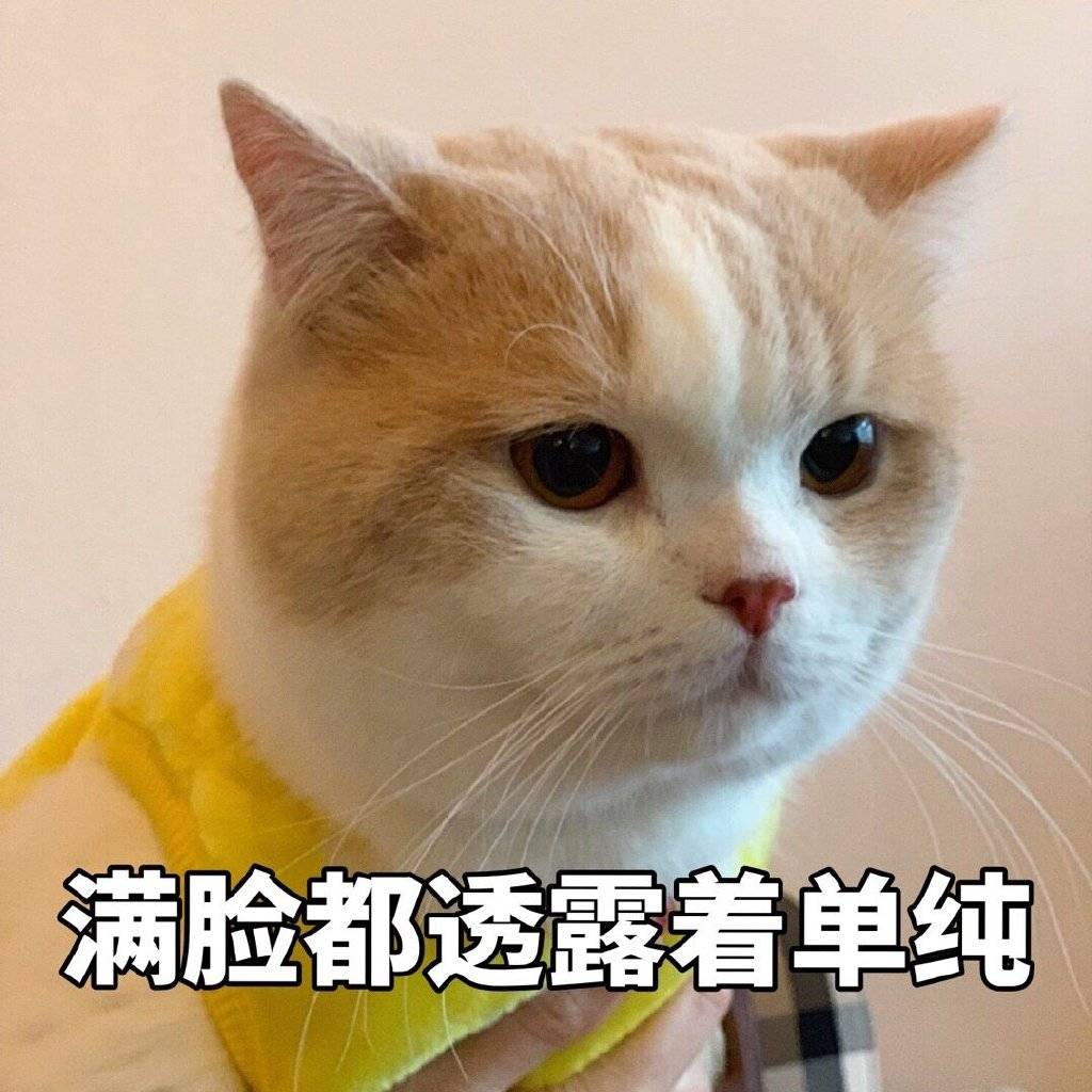 方法|如何与猫咪变得亲近