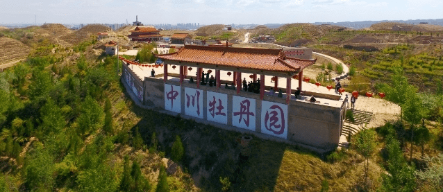 牡丹树怎么样能够造型