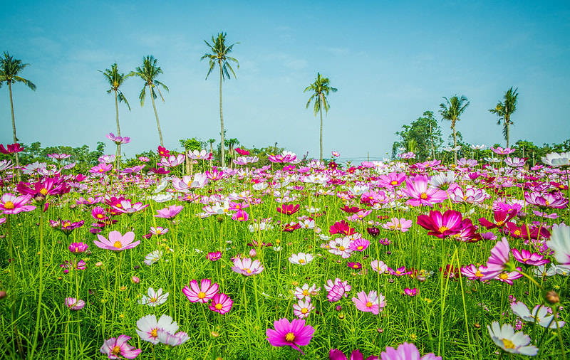 大波斯菊图片 花语图片