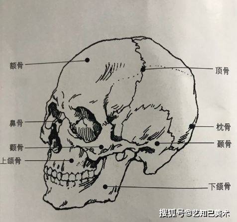 素描頭像究竟應該怎樣學學會方法誰都難不倒