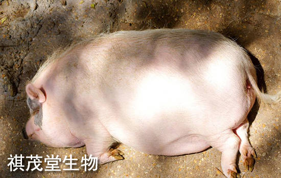 治疗|秋冬注意防治猪胸膜肺炎！猪胸膜肺炎症状有哪些？秋冬治疗猪胸膜肺炎的方法！