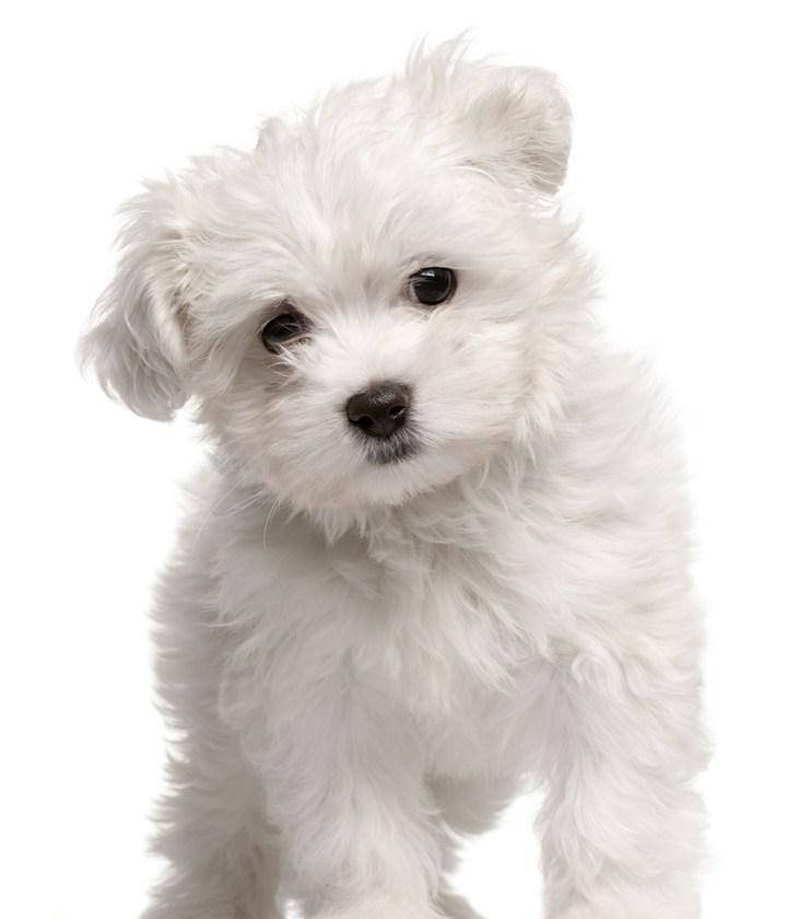 定点比熊犬乱拉大小便狗狗训练，深圳训狗学校定制35天课程培训纠正